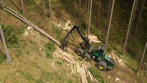 Lumberjack in forest. Stock Footage 132013366