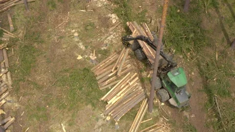Lumberjack in forest. Stock Footage 132013764