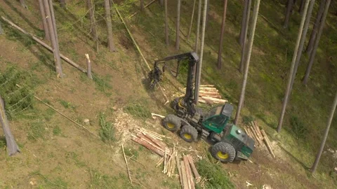Lumberjack in forest. Stock Footage 132013787