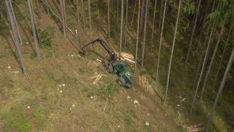 Lumberjack in forest. Stock Footage 132014165