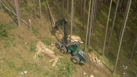 Lumberjack in forest. Stock Footage 132014168