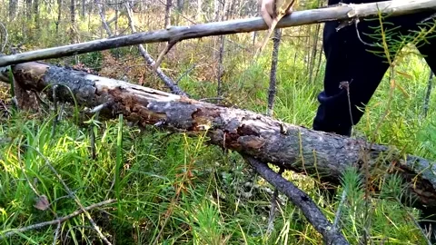 Lumberjack in the forest Stock Footage 160807209