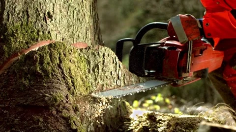 Lumberjack. Forestry worker cutting tree with chainsaw - slowmotion video 스톡 동영상 336570879