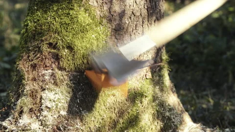 Lumberjack hitting a wedge with an axe Stock Footage 201100684