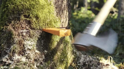 Lumberjack hitting a wedge into a tree with an axe Stock Footage 201098127