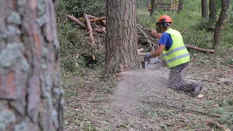 Lumberjack logger worker in protective gear cutting firewood timber tree Stock Footage 82470217