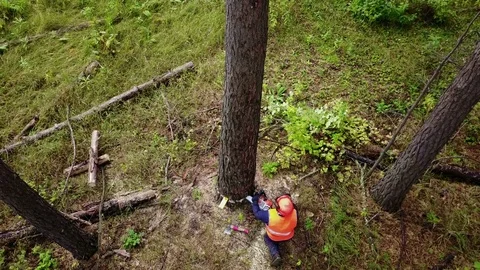 Lumberjack logger worker in protective gear cutting firewood timber tree in Stock Footage 82886844