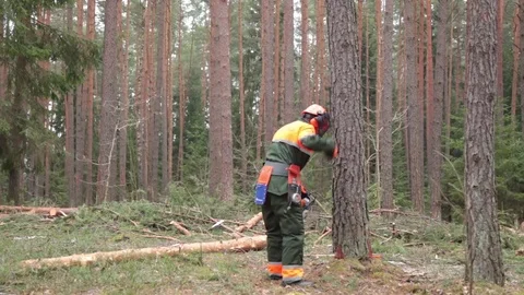 Lumberjack logger worker in protective gear cutting pine timber tree in forest 库存影片 82897203