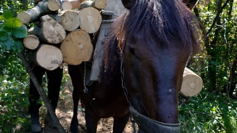 Lumberjack manually loading wood on horse for convey on saddle, hard work Video stock 118264370