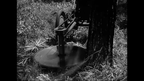 Lumberjack With Motorized Saw Machine Cutting Pine Tree In Forest Stock Footage 107810120