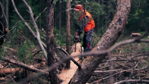A lumberjack is processing a tree in the forest Stock Footage 78735078
