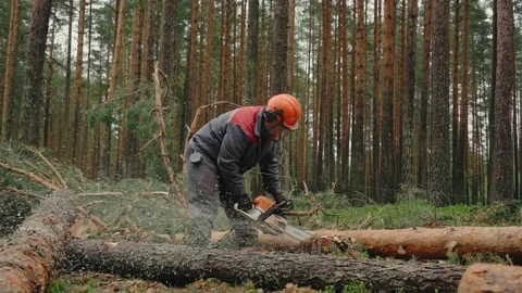 A lumberjack in protective gear with a chainsaw cutting trees in the forest. Stock Footage 233639716