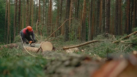 A lumberjack in protective gear with a chainsaw cutting trees in the forest. Stock Footage 233639755