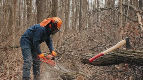 A lumberjack in protective gear operates a chainsaw, cutting through a fallen Stock Footage 279240368