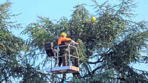 Lumberjack with saw pruning a tree Stock Footage 125157178