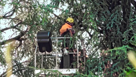 Lumberjack with saw pruning a tree Stock Footage 125158394