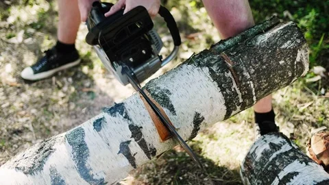 A lumberjack sawing a birch tree with a chainsaw on the sawmill in the forest Stock Footage 147995843