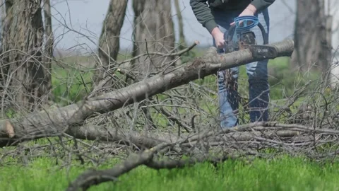 Lumberjack Sawing Fallen Tree in Forest with Protective Gloves 库存影片 306014296