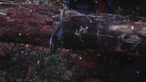 Lumberjack Sawing a Pine Tree Log with a Powerful Chainsaw in the Forest Stock Footage 335131026