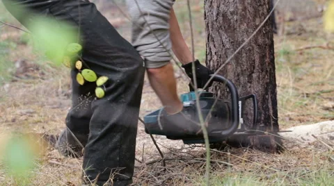 Lumberjack is sawing tree chainsaw. Stock Footage 68209050