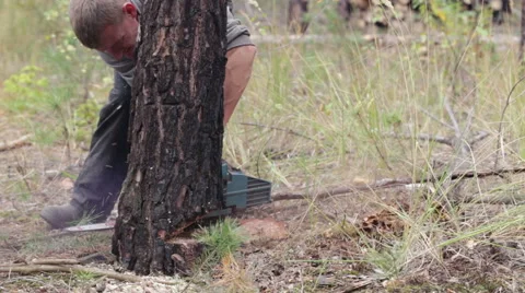 Lumberjack is sawing tree chainsaw. Stockbeeldmateriaal 68317984