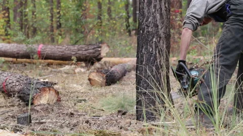 Lumberjack is sawing tree chainsaw. Stock-Footage 68331736