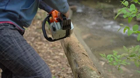 Lumberjack is sawing tree chainsaw. forest cutting concept Timber logging and Видео 336570821