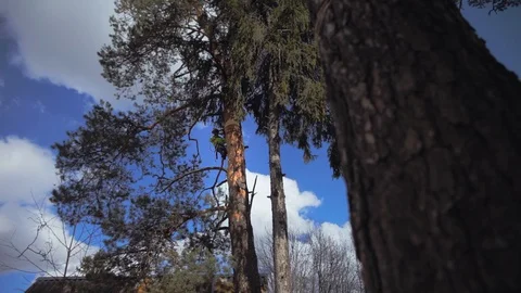 Lumberjack sawing a tree Stock Footage 97407715