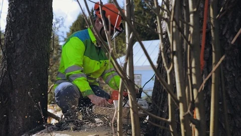 Lumberjack sawing a tree standing on the ground Stock Footage 97410404