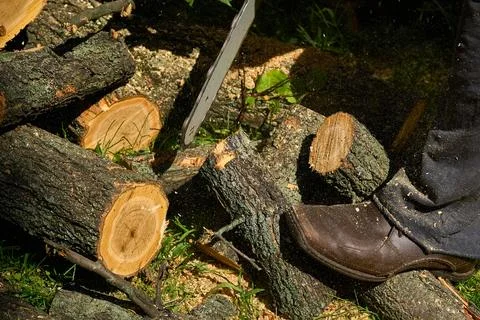 Lumberjack. Sawing a tree trunk with a chainsaw Stock Photos