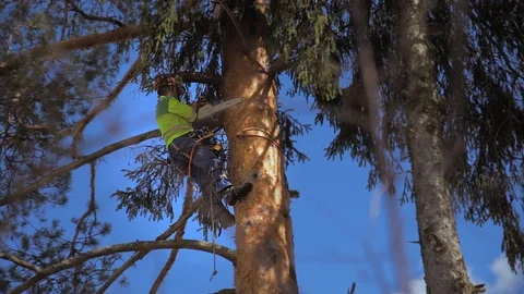 Lumberjack sawing a tree trunk Stock Footage 97407339