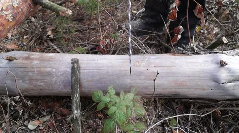Lumberjack is sawing tree using chainsaw. Stock Footage 68205515