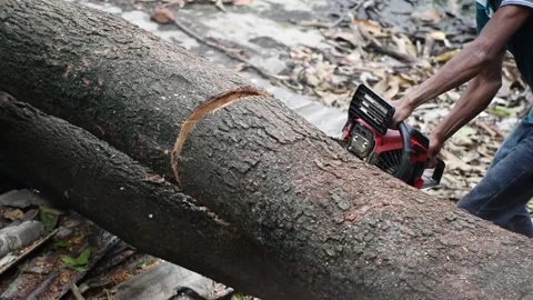 Lumberjack saws a felled tree trunk with a chainsaw in India, deforestation c Vídeo Stock 137628252