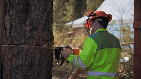 Lumberjack saws saber chainsaw tree trunk Stock Footage 97410291