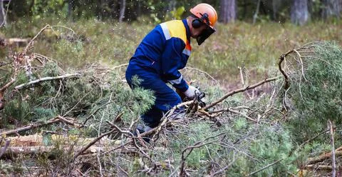 Lumberjack saws a tree with a chainsaw in a cutting area. Stock Photos