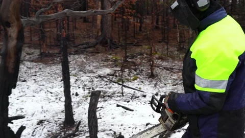 A lumberjack saws trees in a winter snowy forest. Chainsaw in motion close-up 4 Stock Footage 220099449