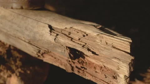 Lumberjack setting up camping and chopping firewood Stock Footage 162515429