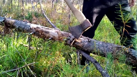 Lumberjack stuck an ax Stock Footage 160807204