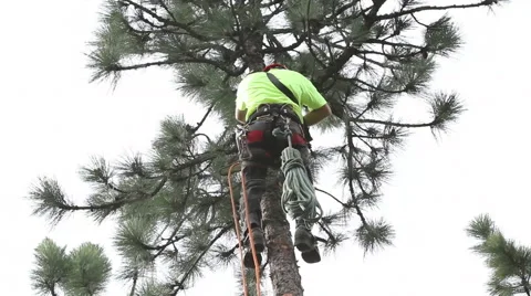 Lumberjack Topping Tree 65 ft Stock Footage 65167752