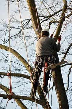 Lumberjack tree Stock Photos