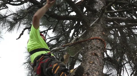 Lumberjack trims Limbs 25 ft CU Stock Footage 65168897