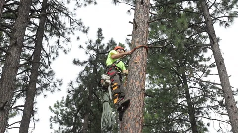Lumberjack Trims Limbs at 28 ft Stock Footage 65169272