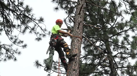 Lumberjack Trims Limbs at 32 ft Stock Footage 65169257