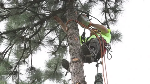 Lumberjack Trims Limbs at 55 ft Stock Footage 65169125