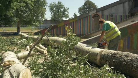 Lumberjack using chainsaw and cut logs of felled tall trees in park at sunny day 스톡 동영상 83655766