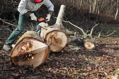 Lumberjack using chainsaw cutting big tree during the autumn wearing hardhat  Foto stock