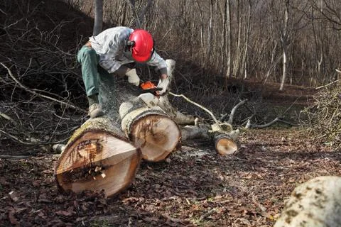 Lumberjack using chainsaw cutting big tree during the autumn wearing hardhat  Foto stock