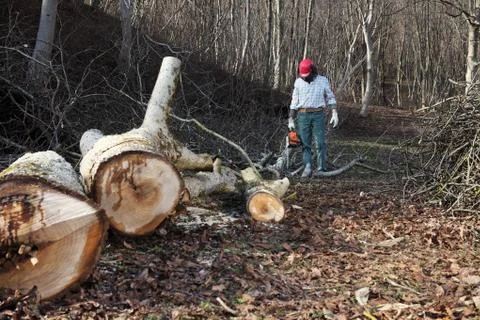 Lumberjack using chainsaw cutting big tree during the autumn wearing hardhat  Stock-Fotos