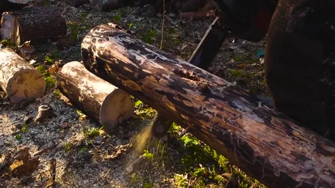 Lumberjack Using a Chainsaw Cutting a Log in the Forest, Slow Motion Stock Footage 332639150