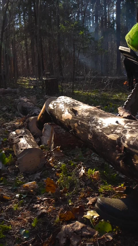 Lumberjack Using a Chainsaw Cutting a Tree Log in the Forest Stock Footage 333555290